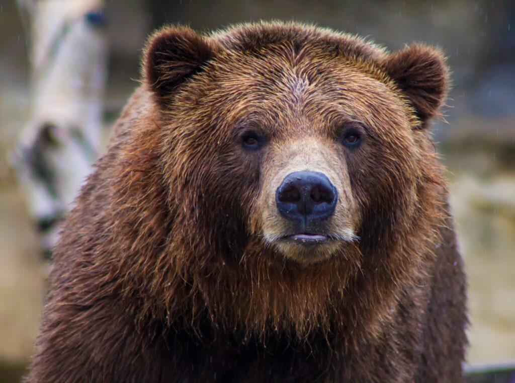 Does Tennessee have grizzly bears?