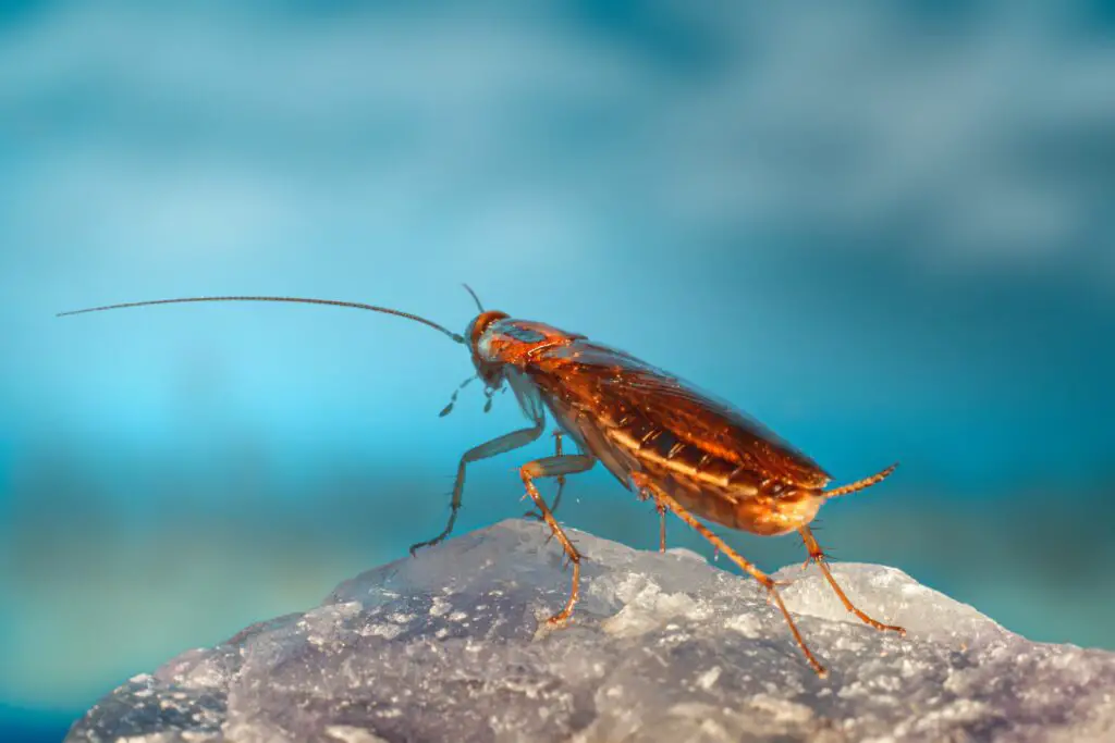 Are Roaches attracted to Borax?