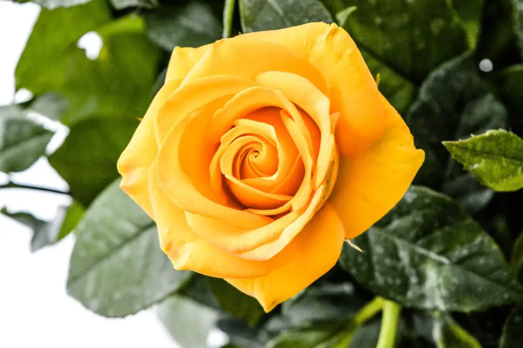 What does a yellow rose mean to a woman?