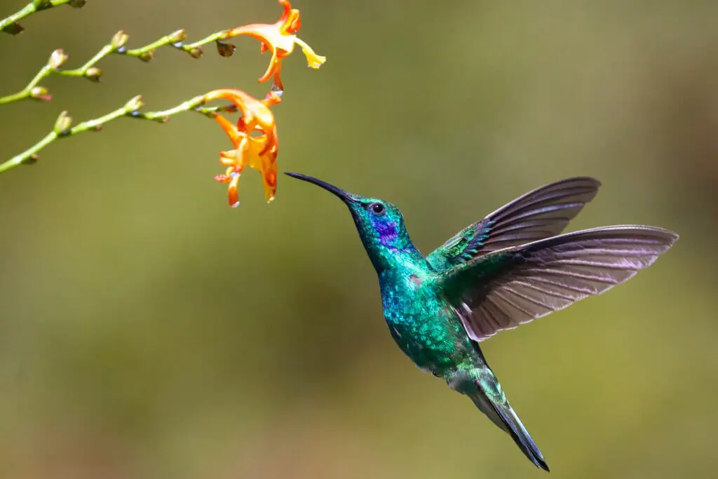 Do Hummingbirds Carry Bird Flu?