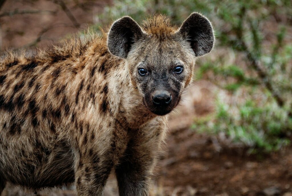 Why are Hyenas closer to Cats than Dogs?