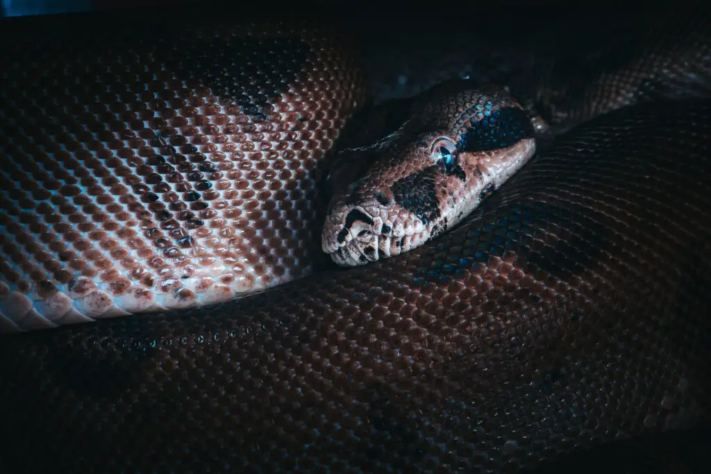What is a Brown Snake with Black Diamonds on it?