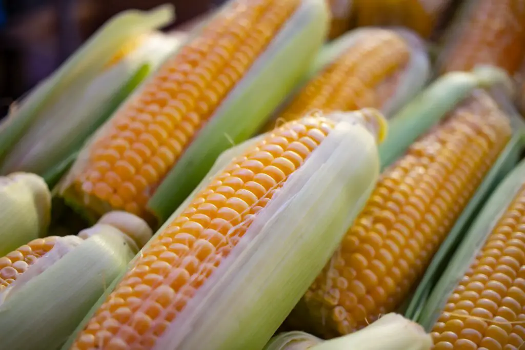 Why can't humans digest corn?
