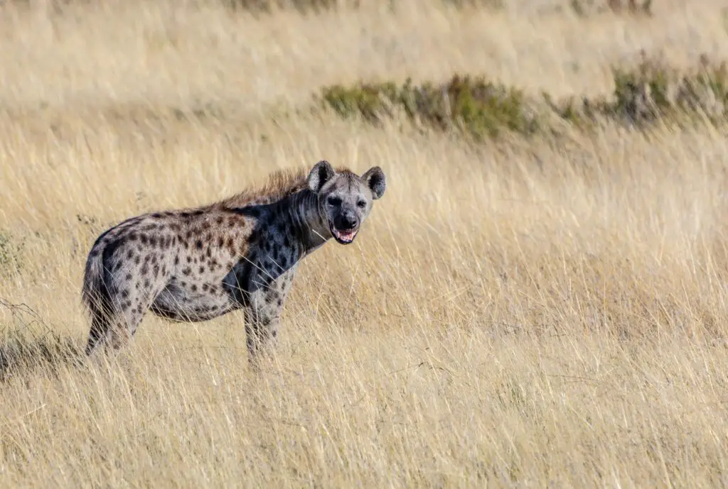 Why is a hyena's bite stronger than a lion?