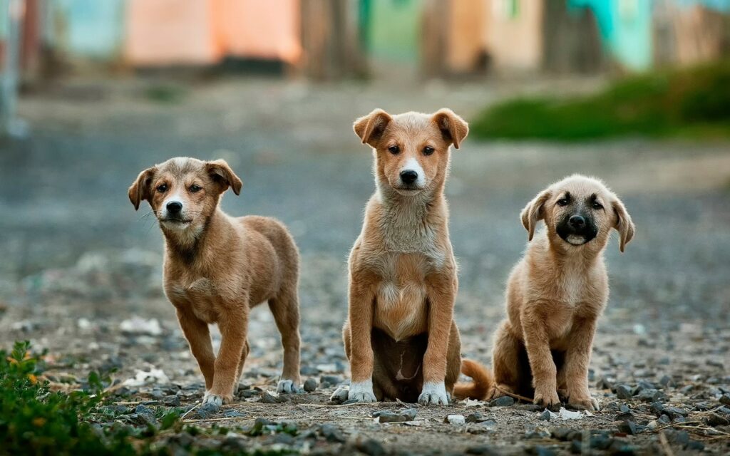 Is Blue Buffalo good for Dogs?