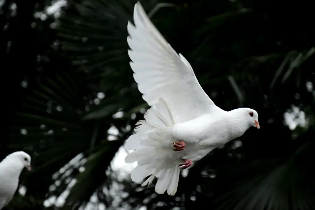 What is the Spiritual meaning of a Dove?