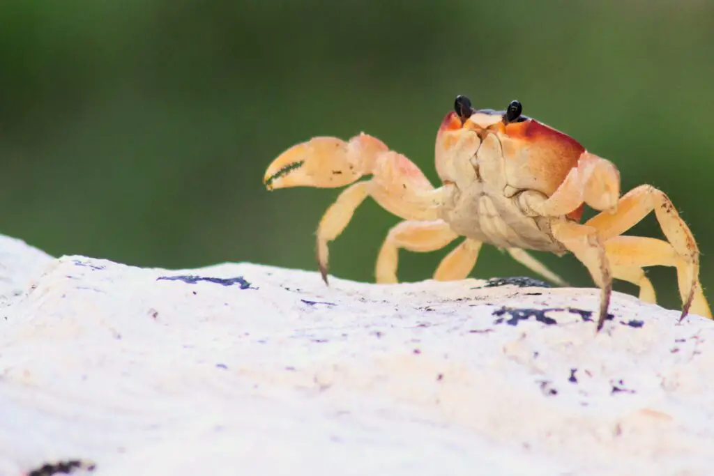 What part of a crab is poisonous?