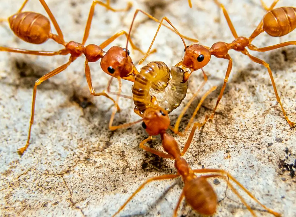 Does Cinnamon get rid of Ants?