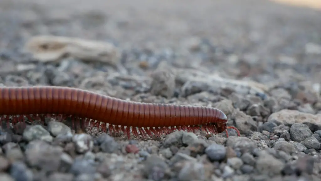 What kills Millipedes instantly?