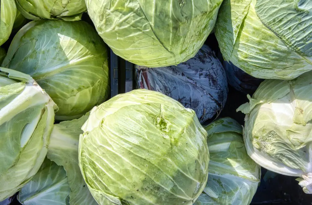 Is Cabbage an Alkaline Food?