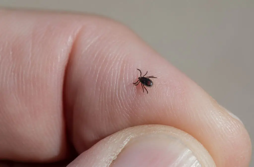 What is the Biggest Tick Ever?