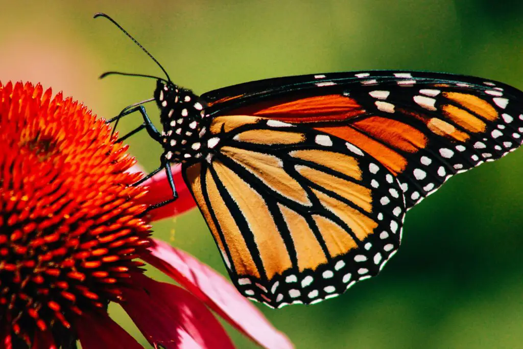 What butterfly is orange with black spots?