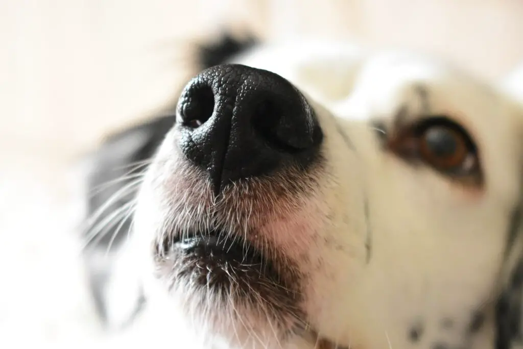 What smell drives Dogs crazy?