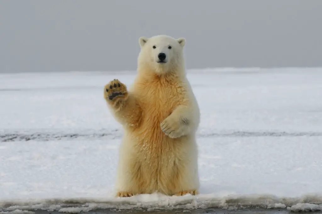 Could a Polar Bear survive in Antarctica?