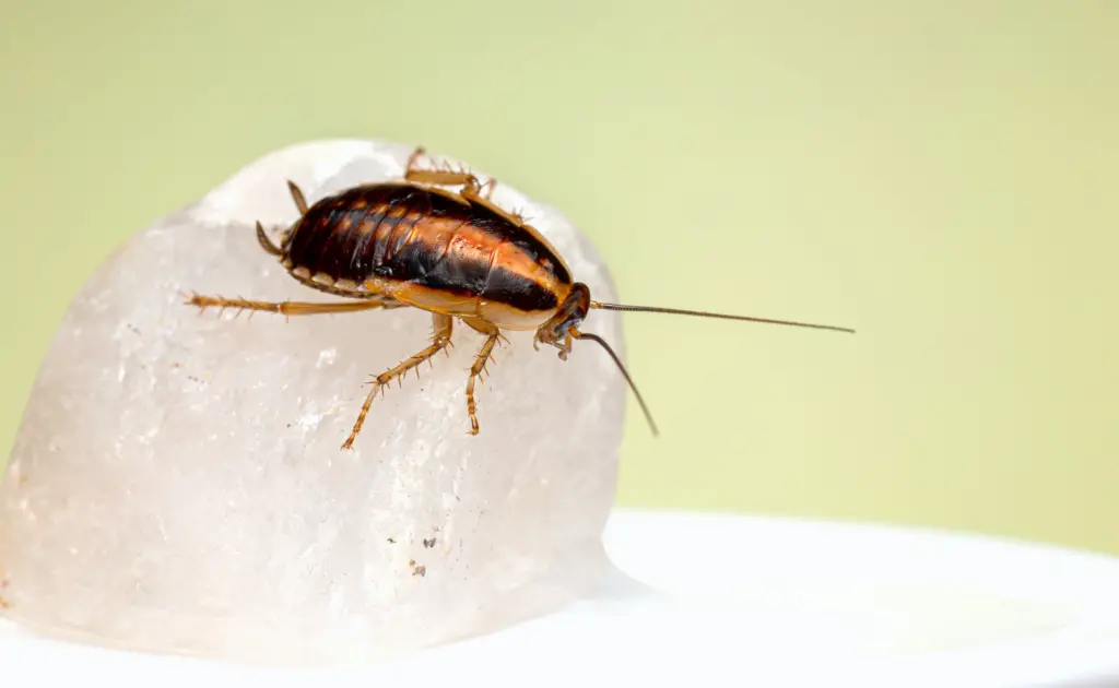 What does a pregnant roach look like?