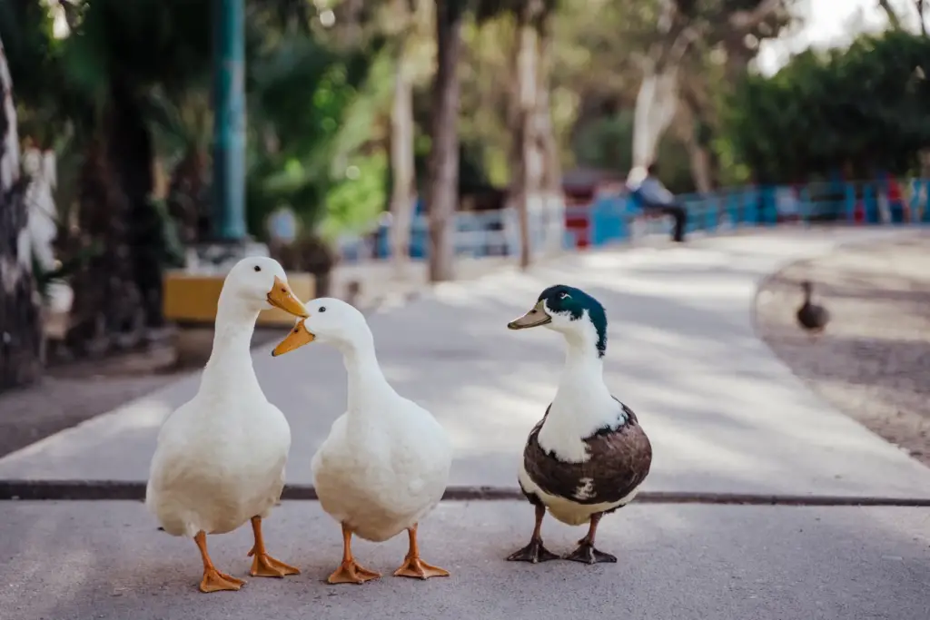 What is your fear of a duck watching you?