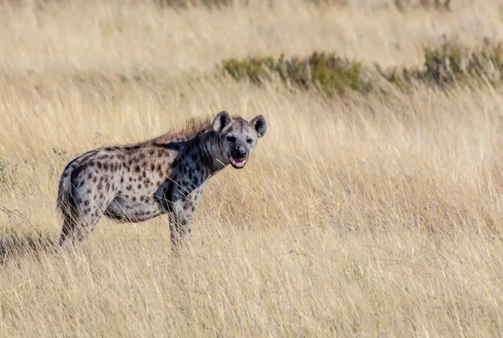 What happens to female hyenas when they give birth?