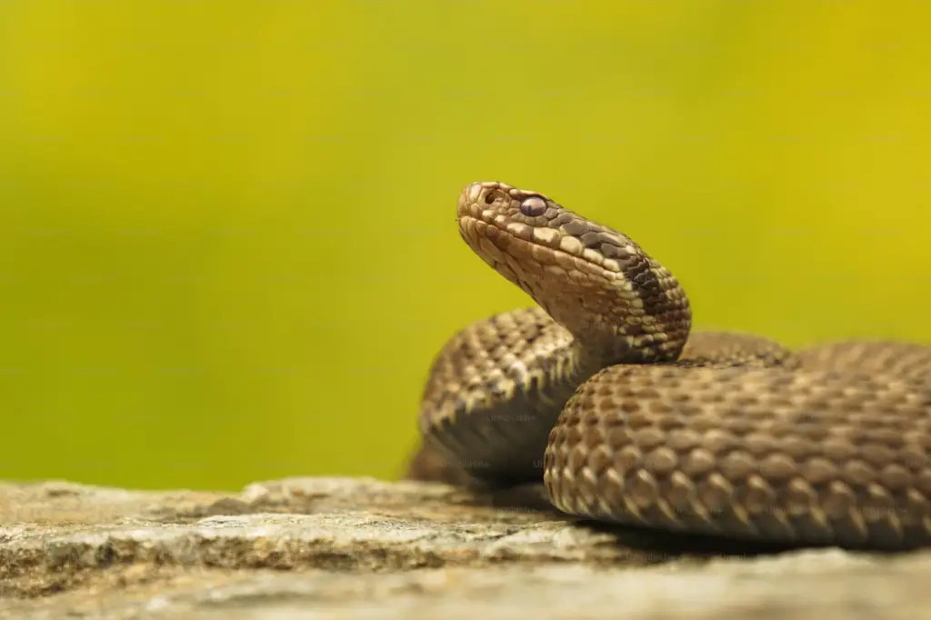 What smells do snakes avoid?