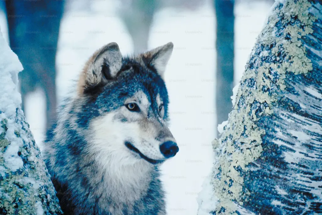 How long do werewolves live?