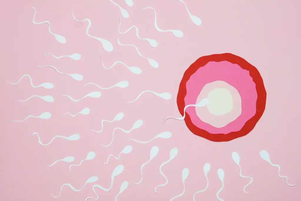 When does your body stop producing sperm?
