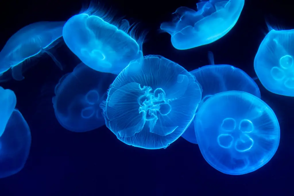 What is a group of jellyfish called?