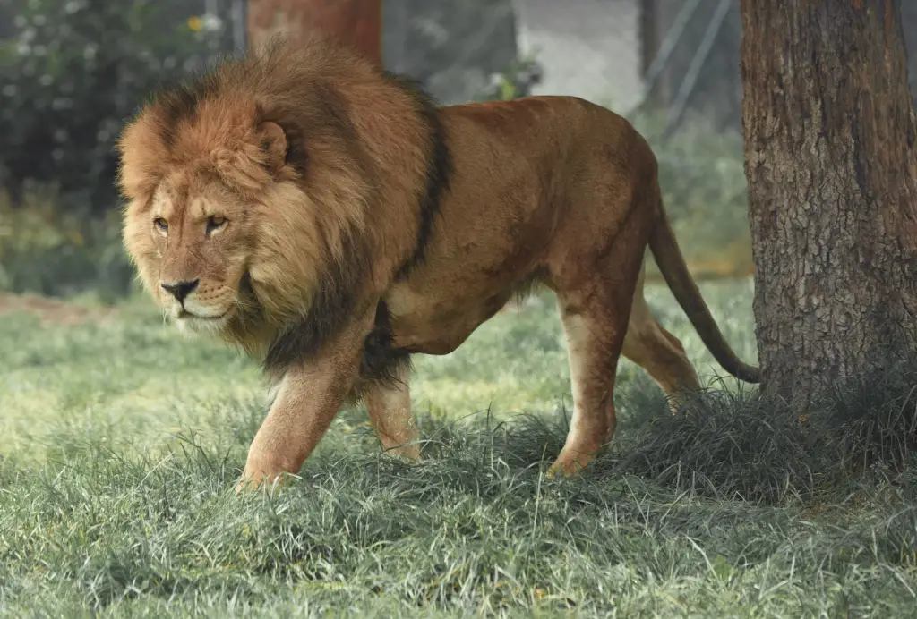 Which animal is called the king of the jungle?