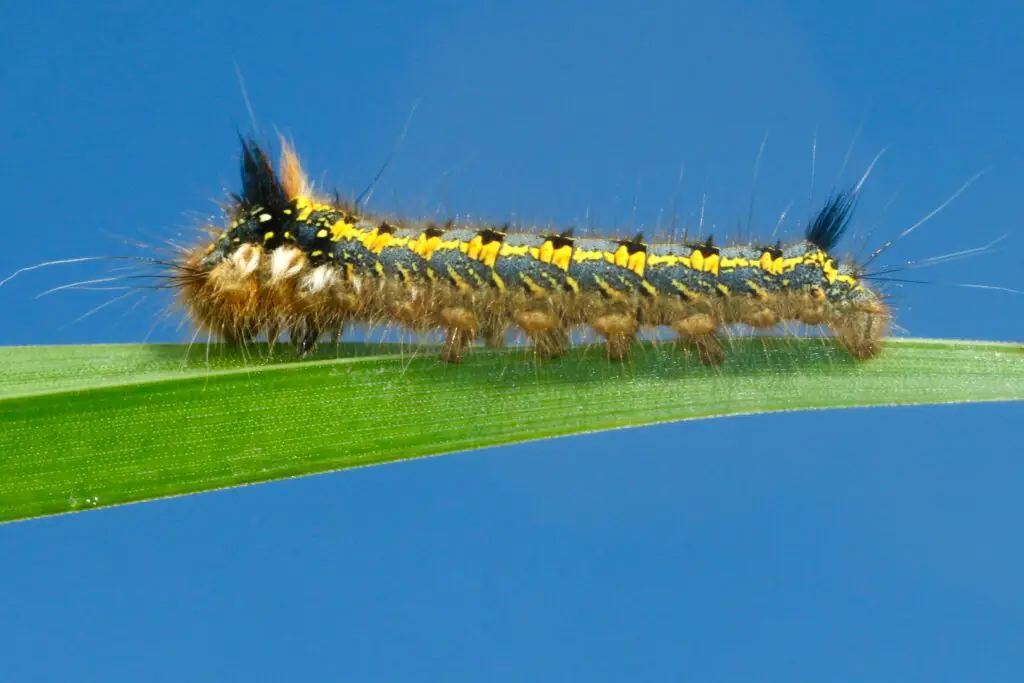 How often do house Centipedes lay Eggs?
