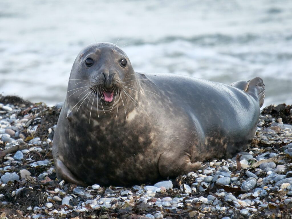 How long can a Seal stay under?