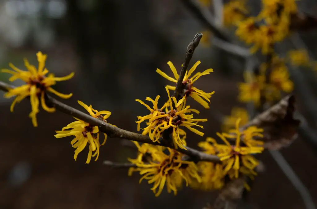 Is witch hazel good for underarms?