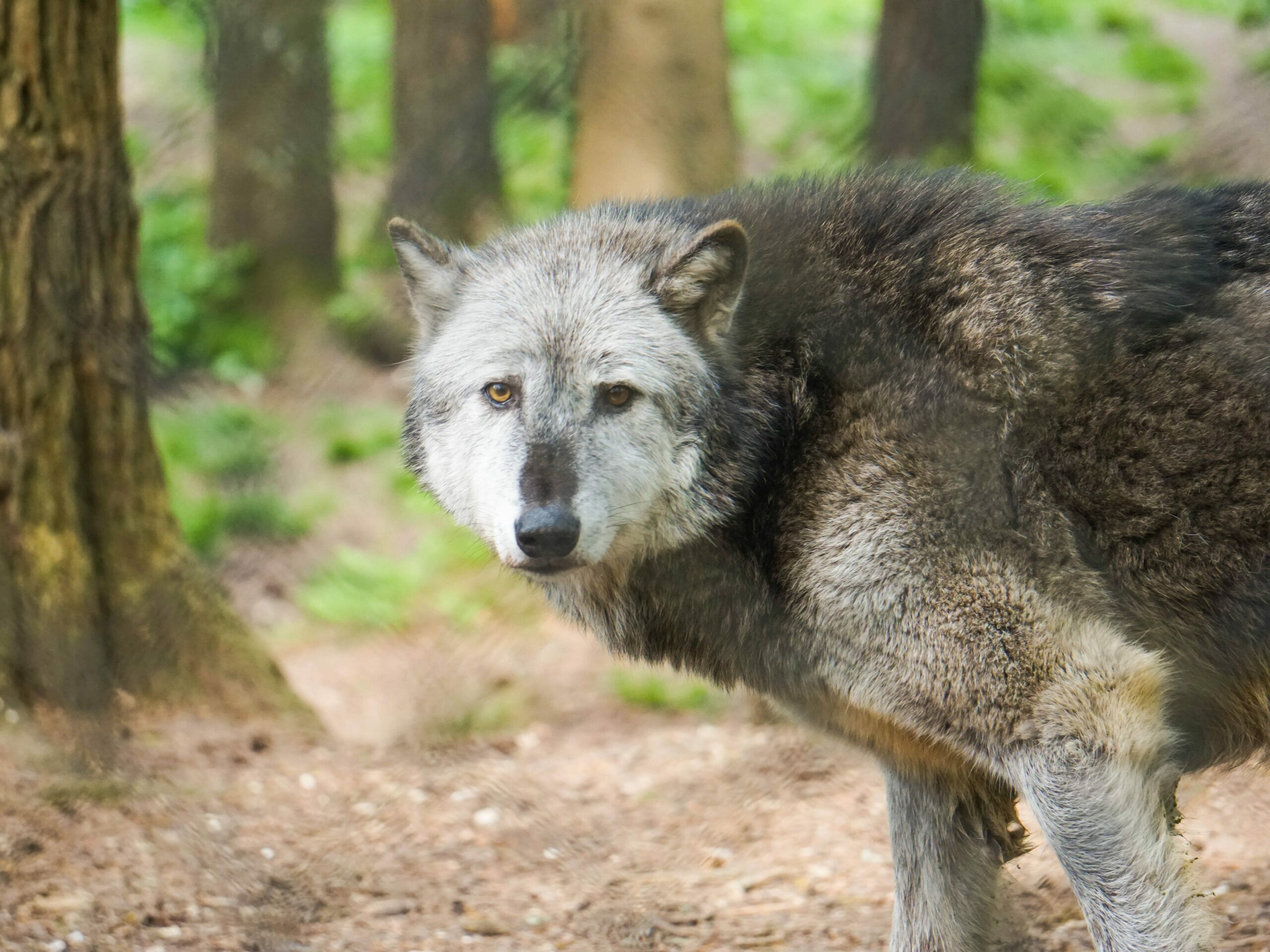 How do female wolves act in heat?