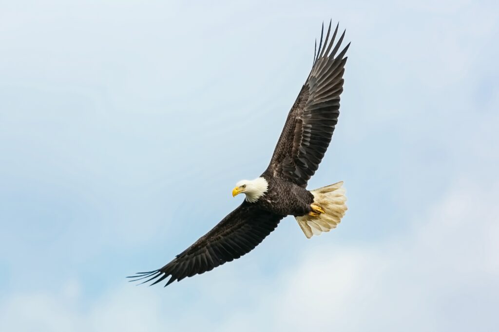 What does the Scariest Bird look like?