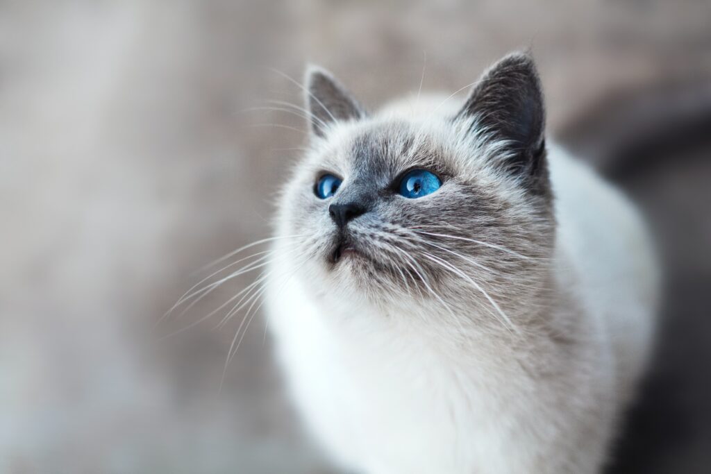 What Is Cat Trilling?
