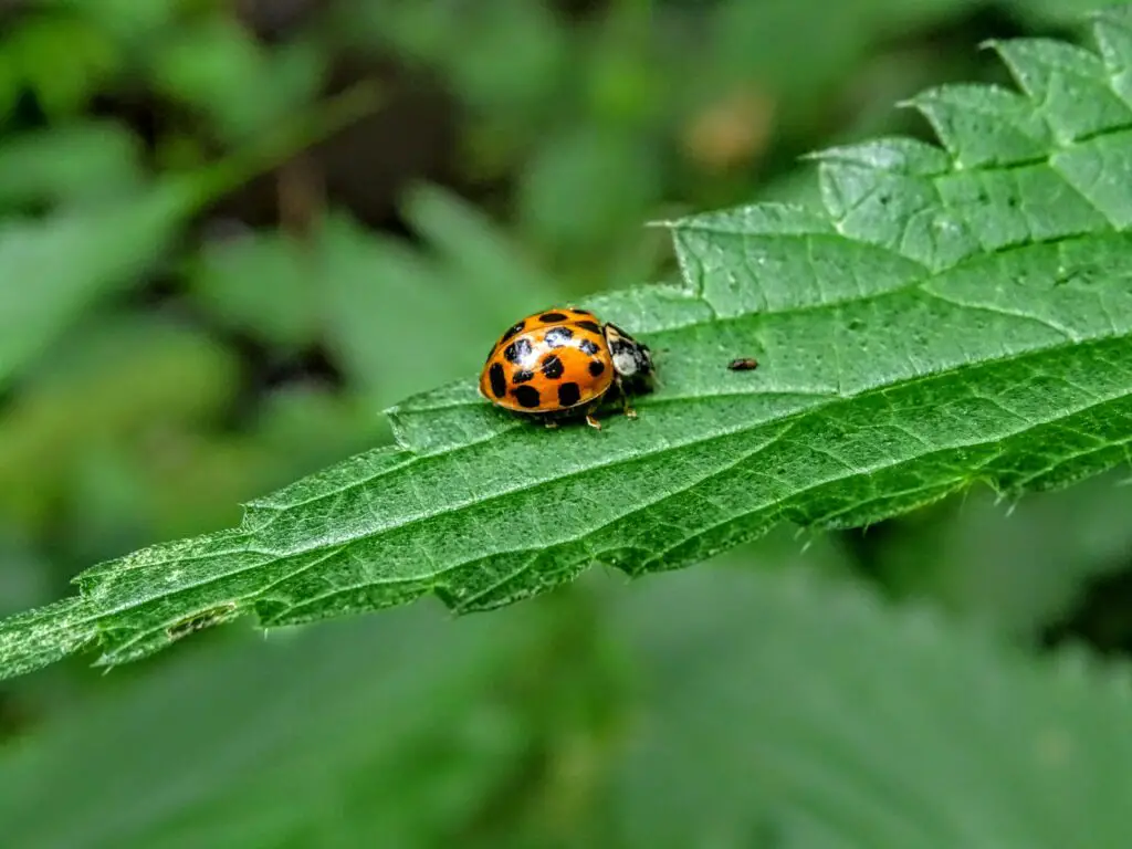 What Bug looks like a Tiny black dot?