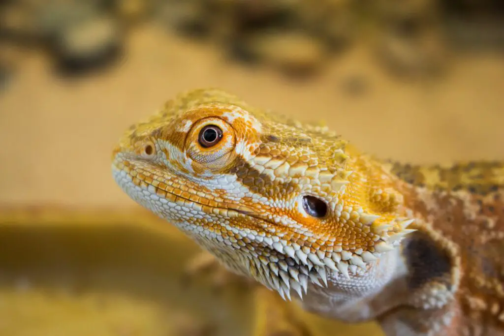 What is the Lifespan of a Bearded Dragon?
