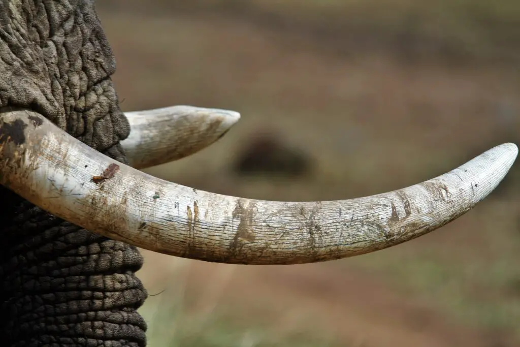 What is real ivory worth?