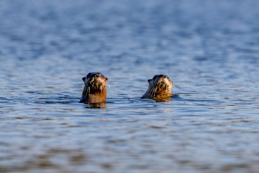 How do Otters teach their babies to swim?