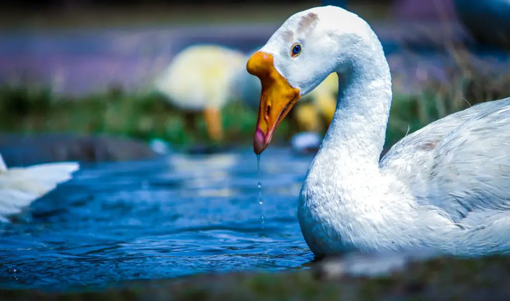 How do you tell if a swan is male or female?