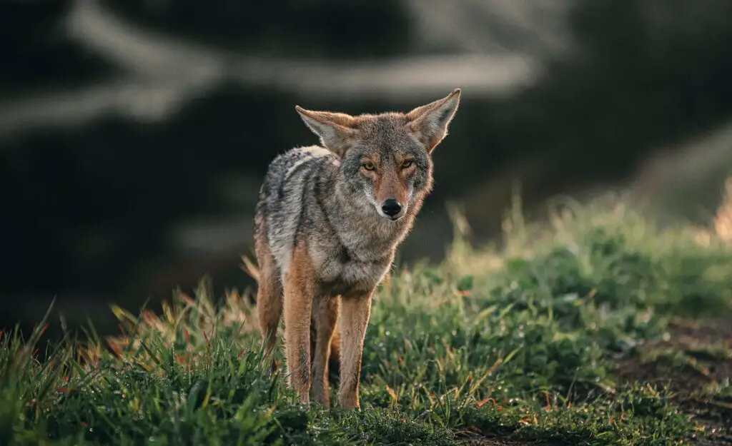 Why do Coyotes cry at night?