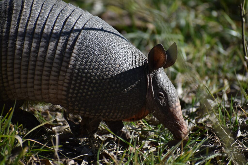 Is it hard to Trap an Armadillo?