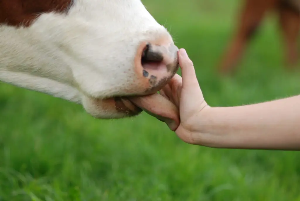 What does it mean when a Cow Licks you?