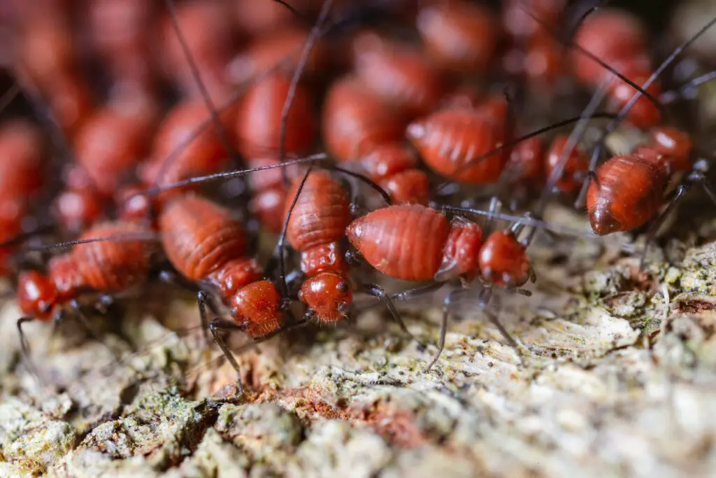 Does Termite poop look like sand?