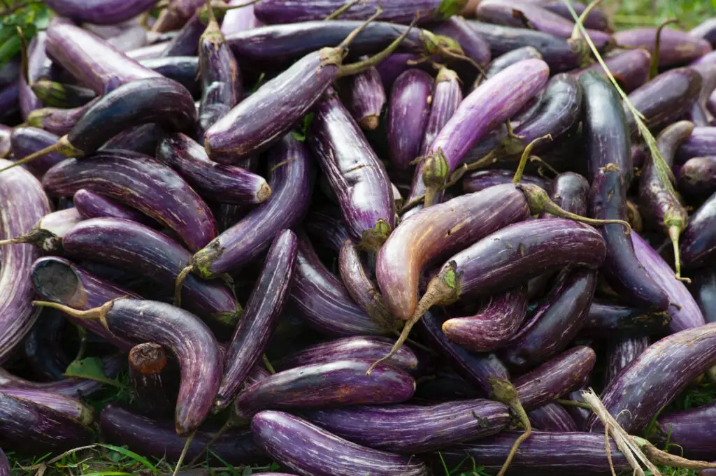 What do British people call Eggplant?