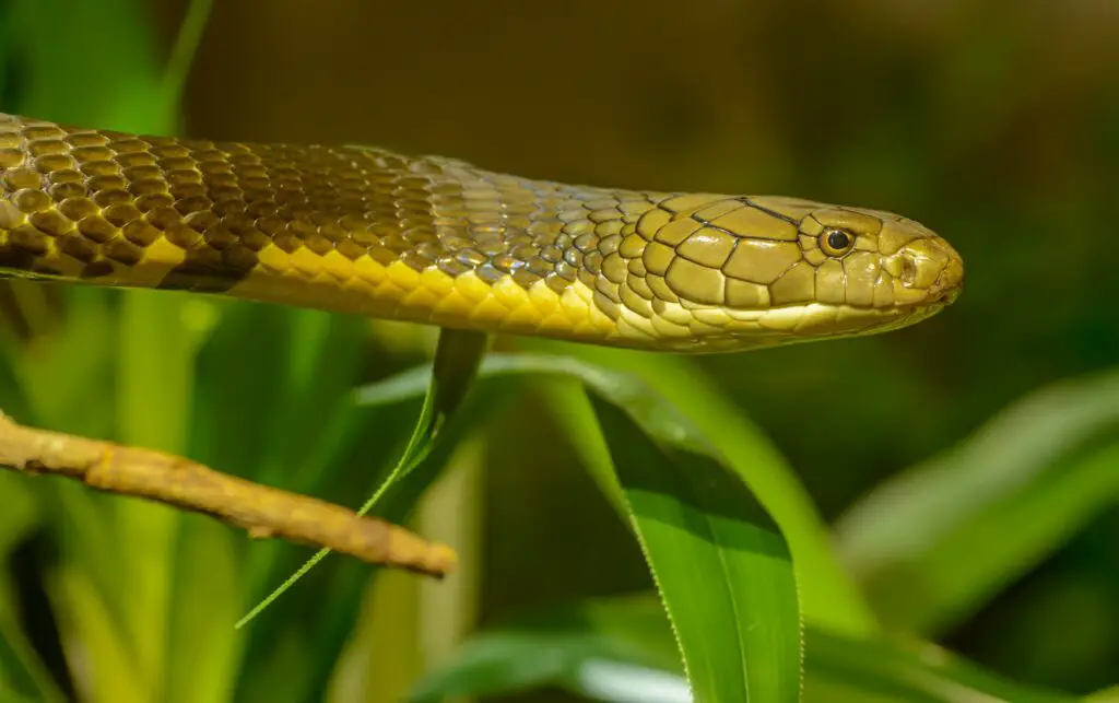 Is Anaconda snake Poisonous?
