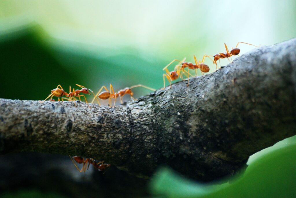 Do ants eat dead ants?