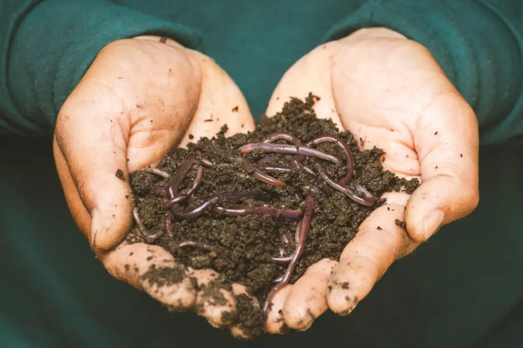What kills Horsehair Worms in Humans?