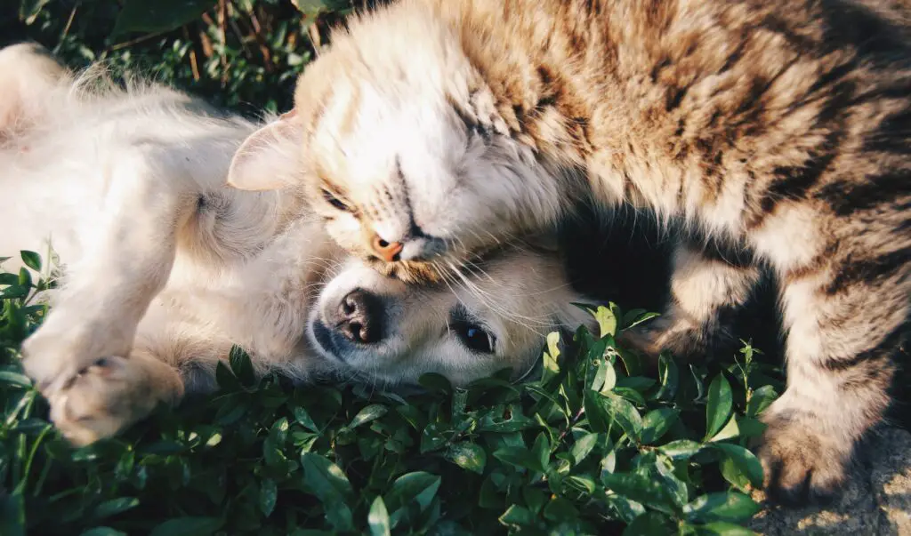 Can a cat get pregnant by dog?
