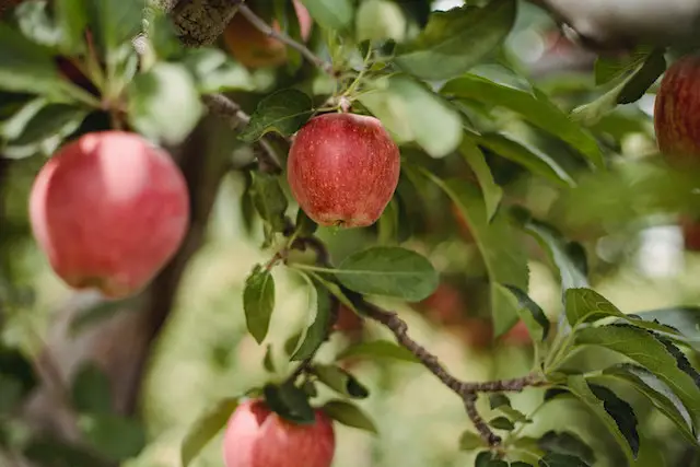 What is the acidity of honeycrisp apples?