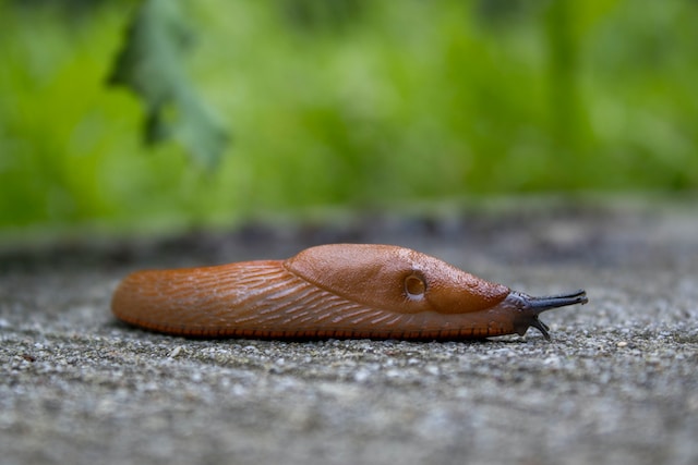 How do slugs mate and give birth?