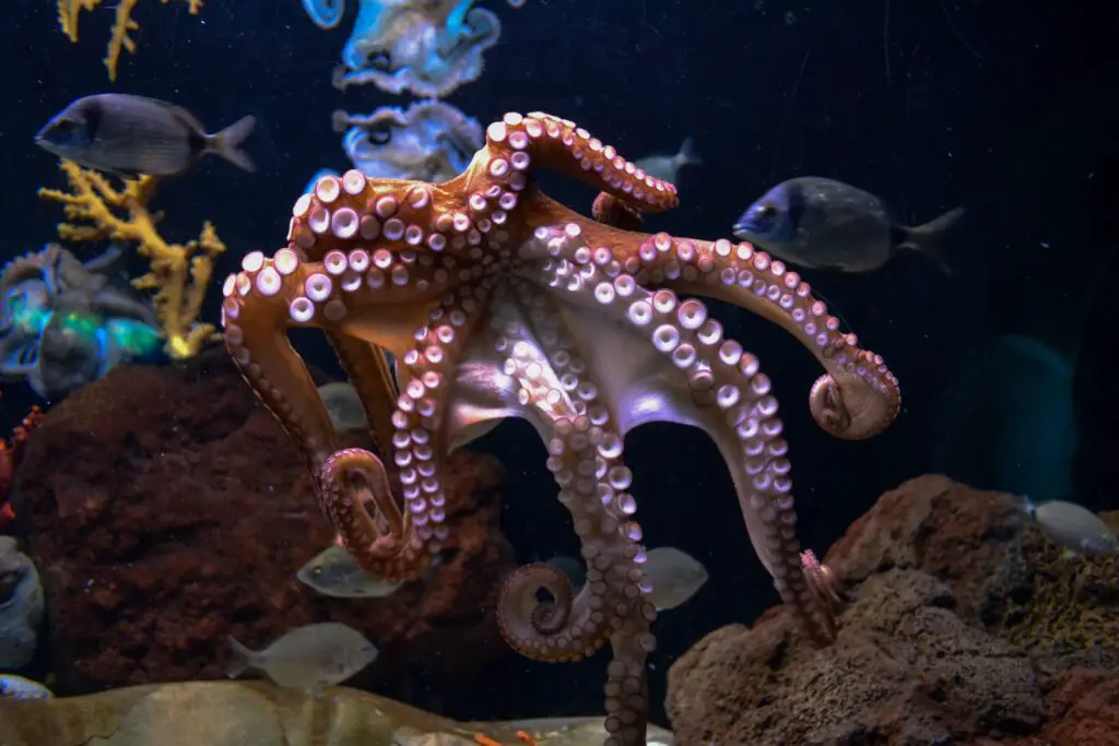 What color is Octopus blood?