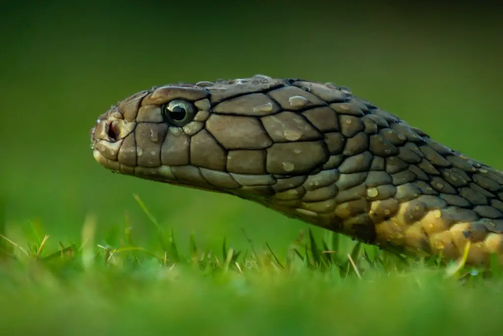 How do Snakes poop?